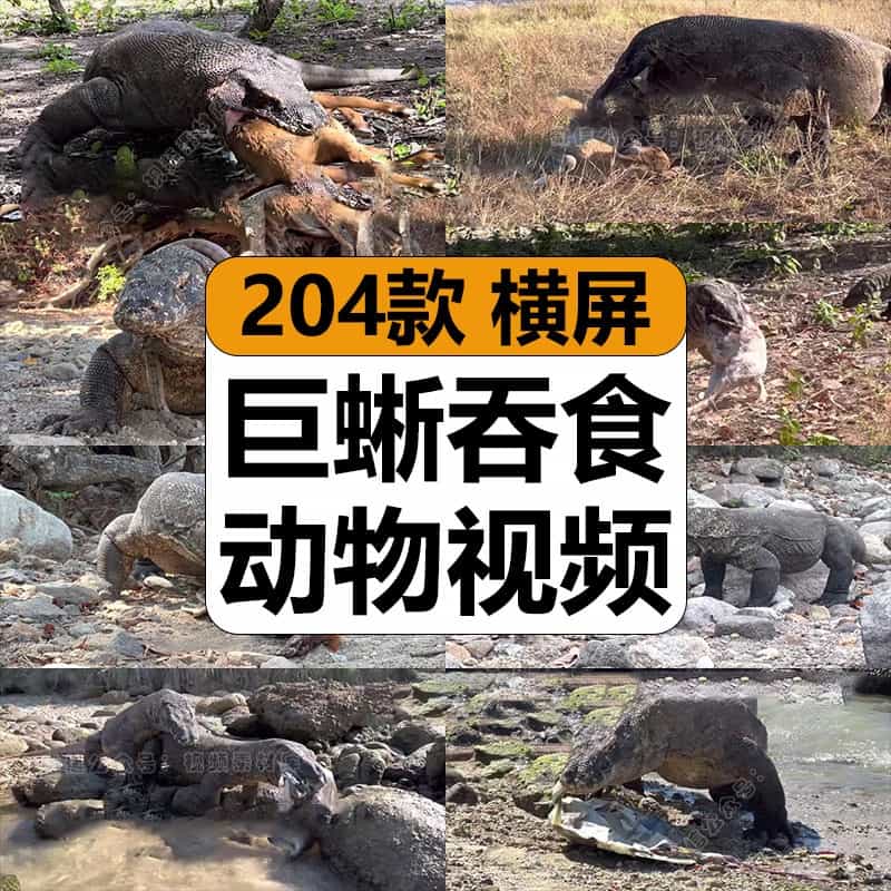 国外科莫多巨蜥干饭生吞食动物野猪羊猎奇中视频计划解说高清素材