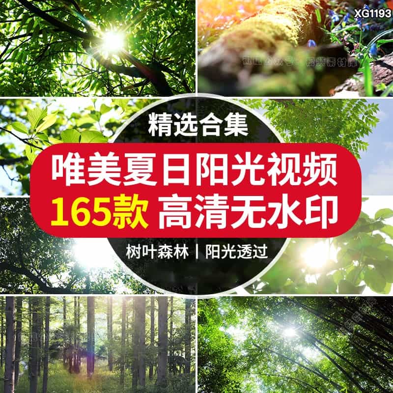 夏日透过阳光大自然空境头实拍唯美树叶背景森林绿叶剪辑视频素材