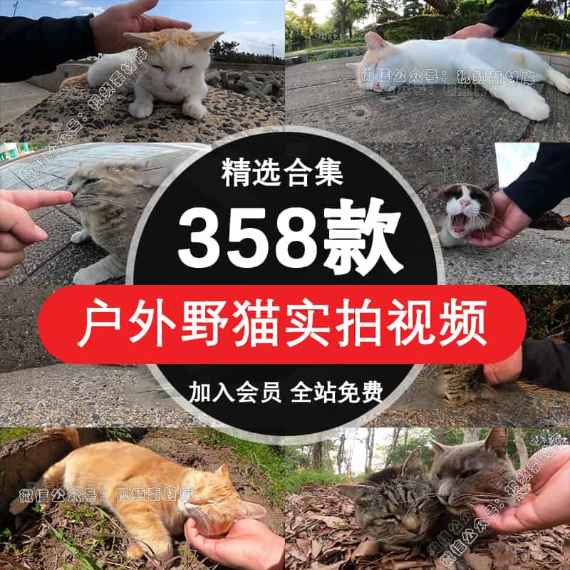 户外野猫咪摸头卖萌可爱慵懒晒太阳高清实拍短视频抖音宠物号素材