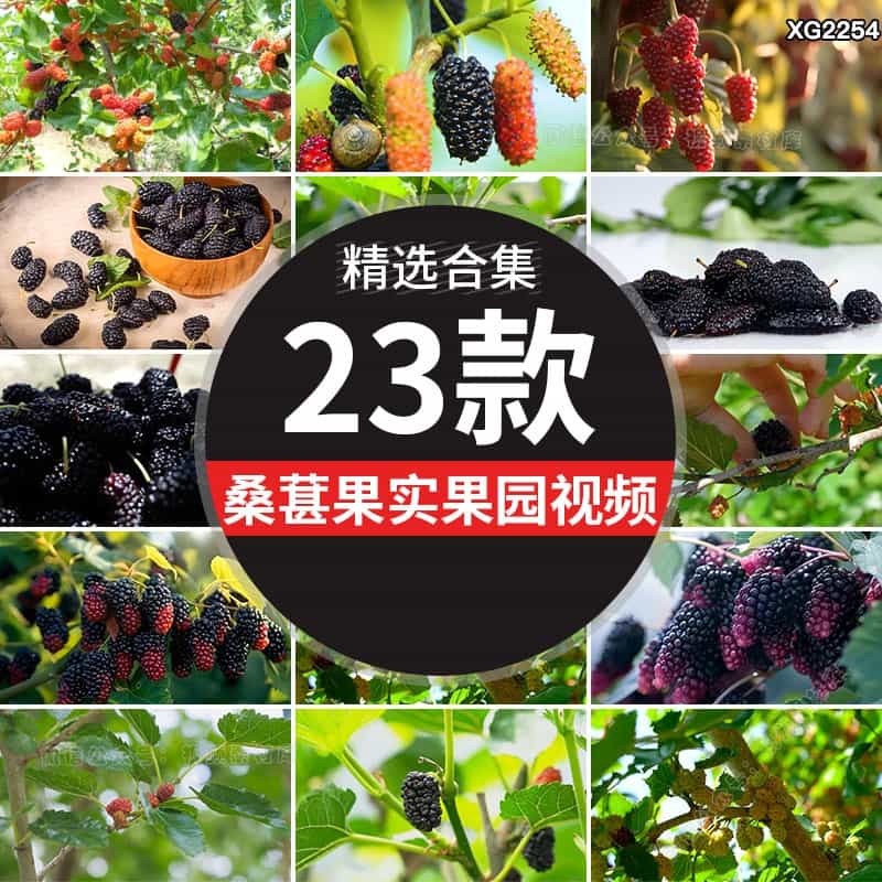 桑葚子浆果桑树果园农产采摘果实特写丰收新鲜水果实拍短视频素材