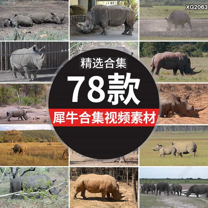 犀牛野生动物吃草白犀牛泥坑水坑玩耍动物园高清实拍剪辑视频素材