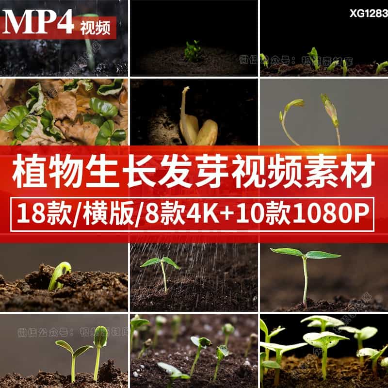 绿色植物种子发芽幼苗快速生长延时嫩苗从土壤破土而出短视频素材