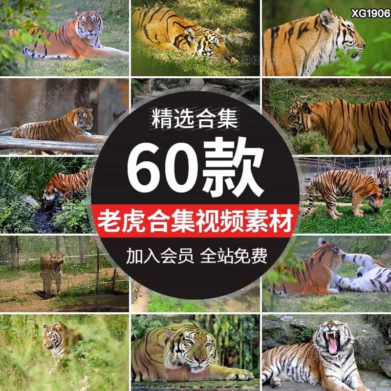 老虎野生动物丛林东北虎特写猛兽凶猛白虎动物园实拍高清视频素材