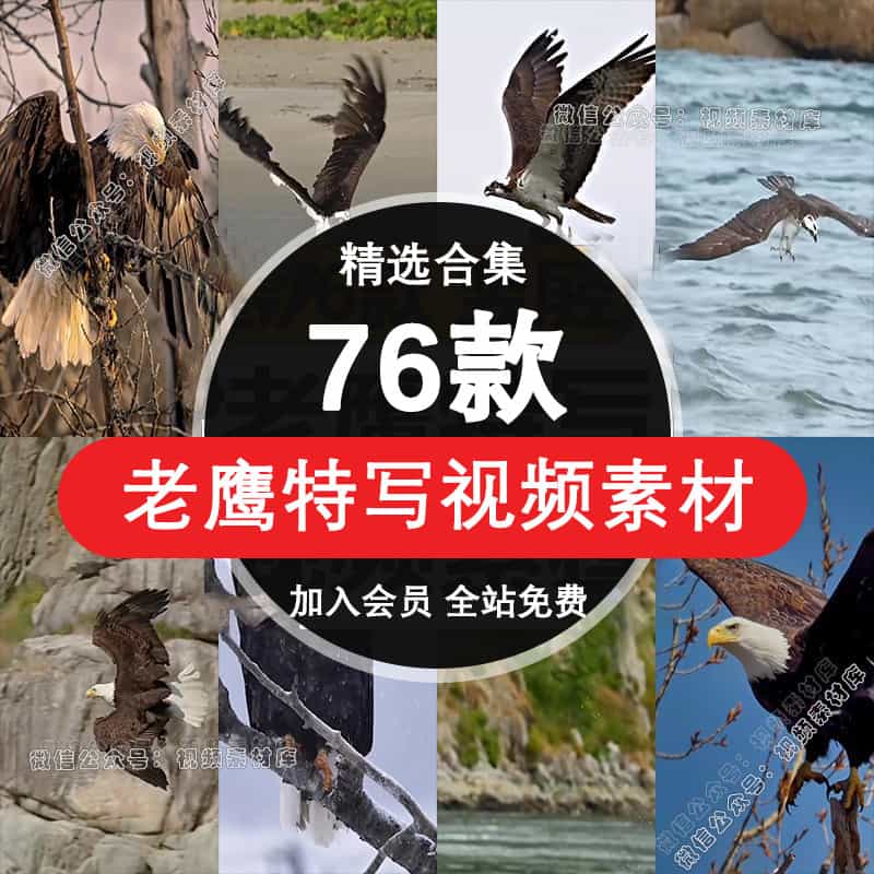 老鹰雄鹰特写捕鱼捕食展翅飞翔天空中翱翔实拍短视频高清竖屏素材
