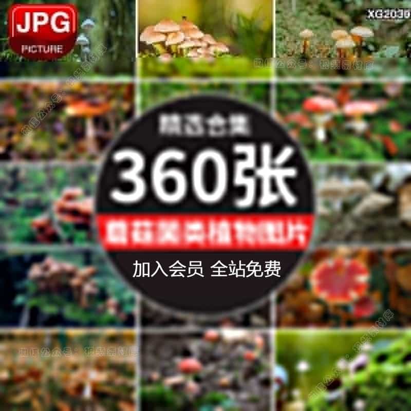 蘑菇菌类植物野外野生蘑菇菌种香菇食用菌特写摄影图片照设计素材