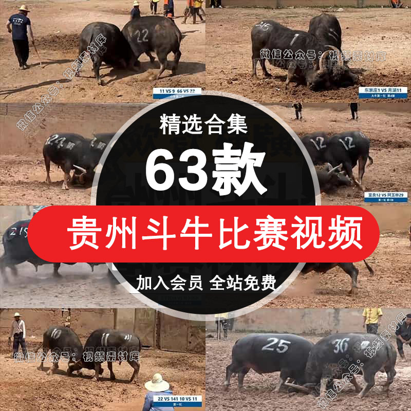 贵州斗牛比赛农村水牛打架抖音半无人直播拉停留人气高清视频素材