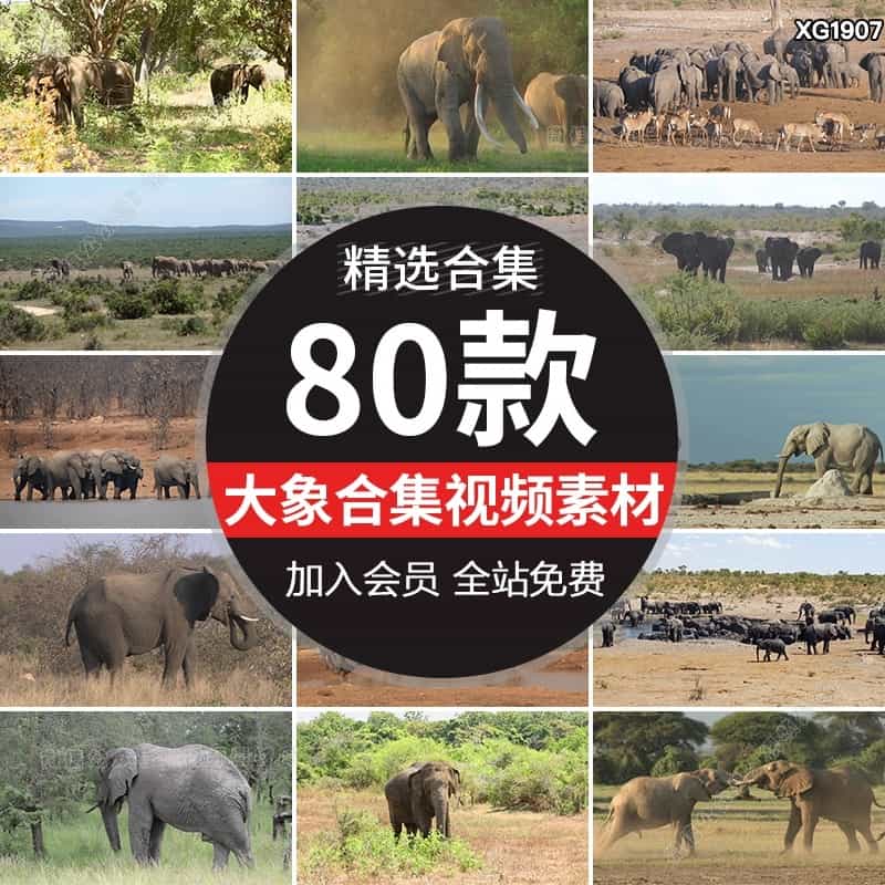 非洲象群大象野生动物野象动物园一群巨象小象实拍高清短视频素材